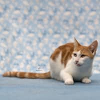 Photo of Mr. Smiley Meow ** 2nd Chance Cat Rescue**