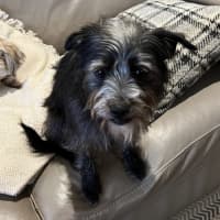 Photo of Jack (Aka Jack Sparrow)