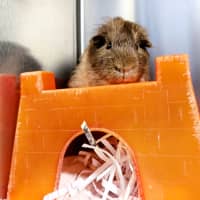 Photo of Rat