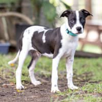 Photo of Sprocket