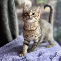 Photo of Zephyr   Meet Me At Ivanhoe East Vet Clinic