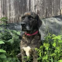 Photo of Ryker