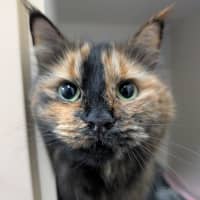 Photo of Mooncake