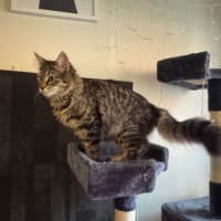 Photo of Pepper Paws