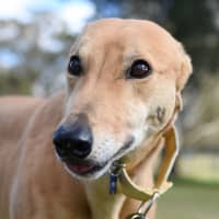 Photo of Cheesecake The Greyhound