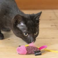 Photo of Blackie