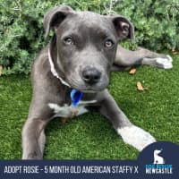 Photo of Rosie   5 Month Old American Staffy X