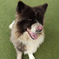 Photo of Soxie