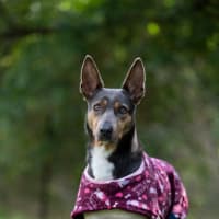 Photo of Daisy