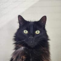 Photo of 🦁 Winston (Winnie) 5633🦁