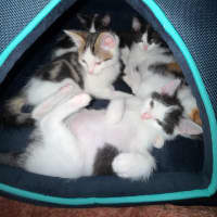 Photo of Nova