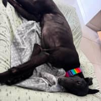 Photo of Chance, The Greyhound