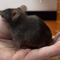 Photo of Tony