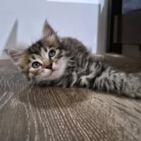 Photo of Taffy