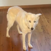 Photo of Lupa