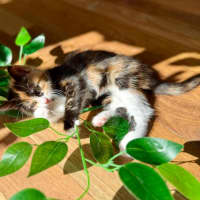 Photo of Sienna 🌷