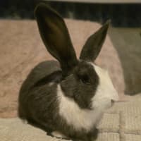 Photo of Masiy (Located In Wantirna South)