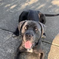 Photo of Chief