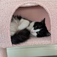 Photo of Silver 