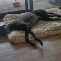 Photo of Luna   7 Year Old Greyhound
