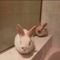 Photo of Lolly & Pop