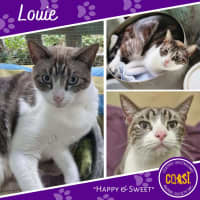 Photo of Louie