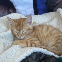 Photo of Caleb 🦁🧡🦁