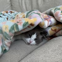 Photo of Chloe 💕   Assisted Rehome