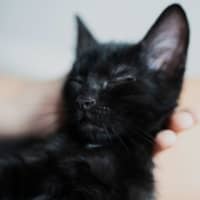 Photo of Princess