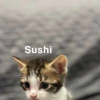 Photo of Sushi