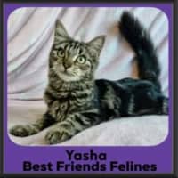 Photo of Yasha