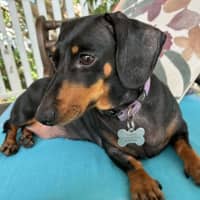Photo of Jemma And Hunter Bonded Pair