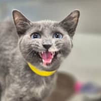 Photo of Lady Grey 