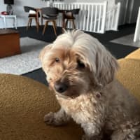 Photo of Noodle   10 Year Old Maltese X Poodle