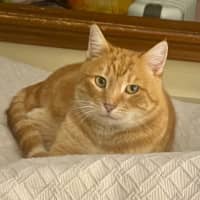 Photo of Lieutenant Dan