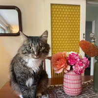 Photo of Freddy   In Foster Care In Preston