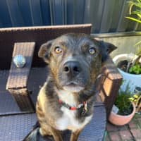 Photo of Tango