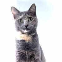 Photo of Pippin