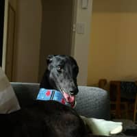 Photo of Joey, Greyhound