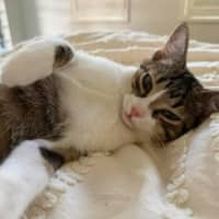 Photo of Cleo