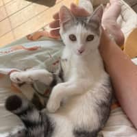 Photo of Pebbles