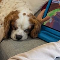 Photo of Teddy