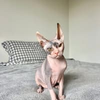 Photo of Echo (Was Roxanne)