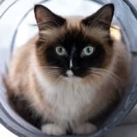 Photo of Scarlet