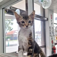 Photo of Brontosaurus & Tyrannosaurus  Pe Tstock Birkenhead 