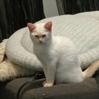 Photo of Ginger Snaps *9 Lives Project Rescue*