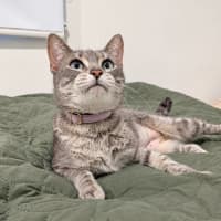 Photo of Biscotti
