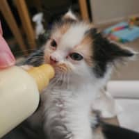 Photo of Mango & Sully