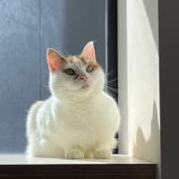 Photo of Bella   Located In Windsor