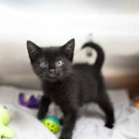 Photo of Brick